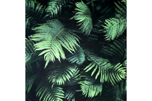 Arthouse  | Ormbunke vägg grön tapet | fotografisk ormbunksdesign | 3D-effekt djupgröna blad | lätt att applicera | Klistra in papperet | 1005 x 53 cm